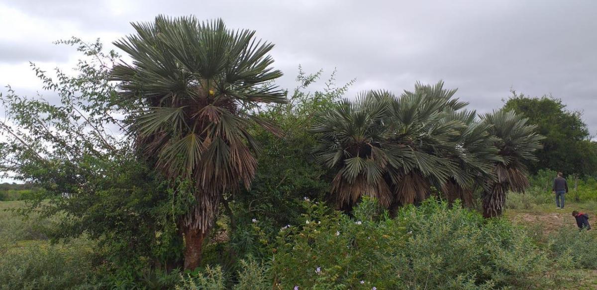  Terreno en venta Paraje EL Algarrobo Tulumba 0, Villa Tulumba, Córdoba - Imagen 2