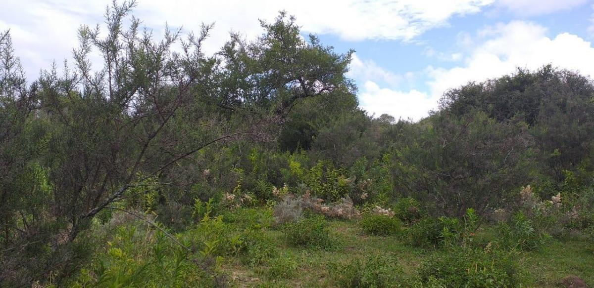  Terreno en venta Paraje EL Algarrobo Tulumba 0, Villa Tulumba, Córdoba - Imagen 3